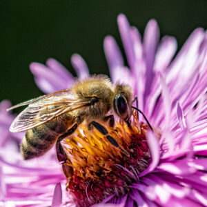 Biene auf Aster
