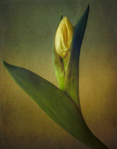 Sandra Dölitzscher (Gera): female - Anerkennung