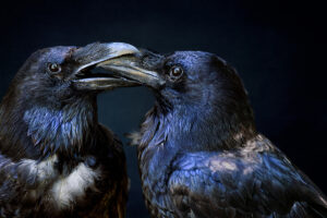 Simone Hopf (Erfurt): Schnabel halten - Anerkennung