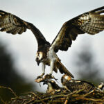 Platz 1 Vogel Alfred SCHON WIEDER FISCH Web Alfred Vogel (Fotoclub Weimar): Schon wieder Fisch ... (1.Platz)