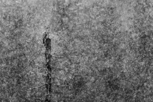 Hagen Grundmann (Schwarzatal): Bartkauz auf der Jagd im Schneetreiben | Anerkennung