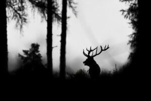 Hagen Grundmann (Schwarzatal): Der König des Waldes | Anerkennung