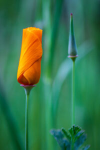 Christian Heidicke (Gera): Blütenwunder | Anerkennung