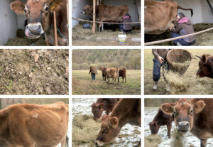 Cosima Schöfer (Berga-Wünschendorf): Bertha – die Milchkanone (Serie) | Jugendpreis